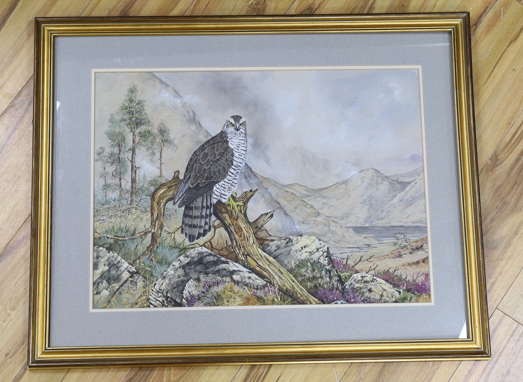 Ian Bowles (b.1947), gouache and watercolour, Osprey in a landscape, signed, 44 x 60cm